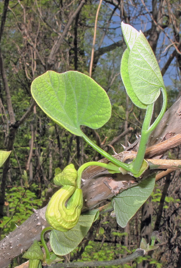 Image of Aristolochia manshuriensis specimen.