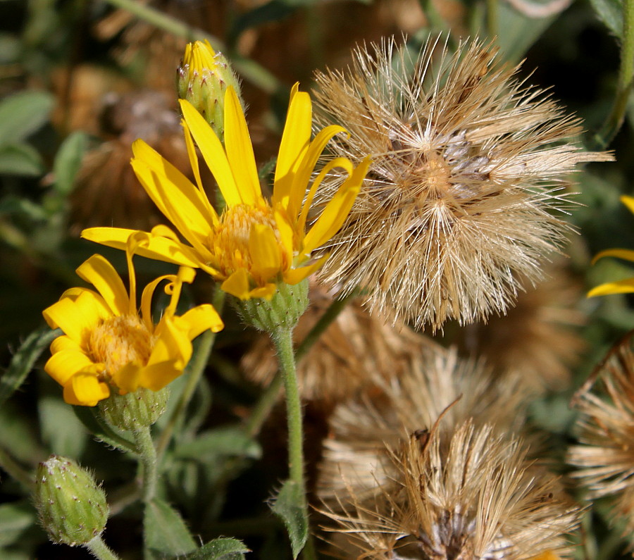 Image of Heterotheca villosa specimen.