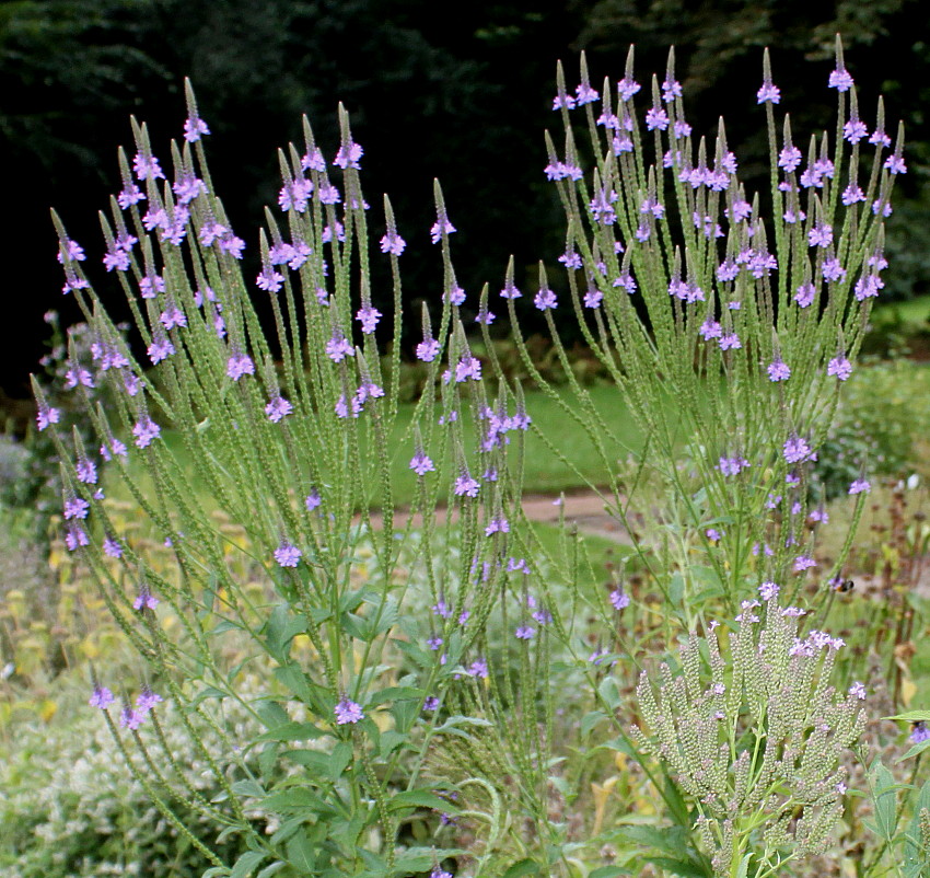 Изображение особи Verbena hastata.