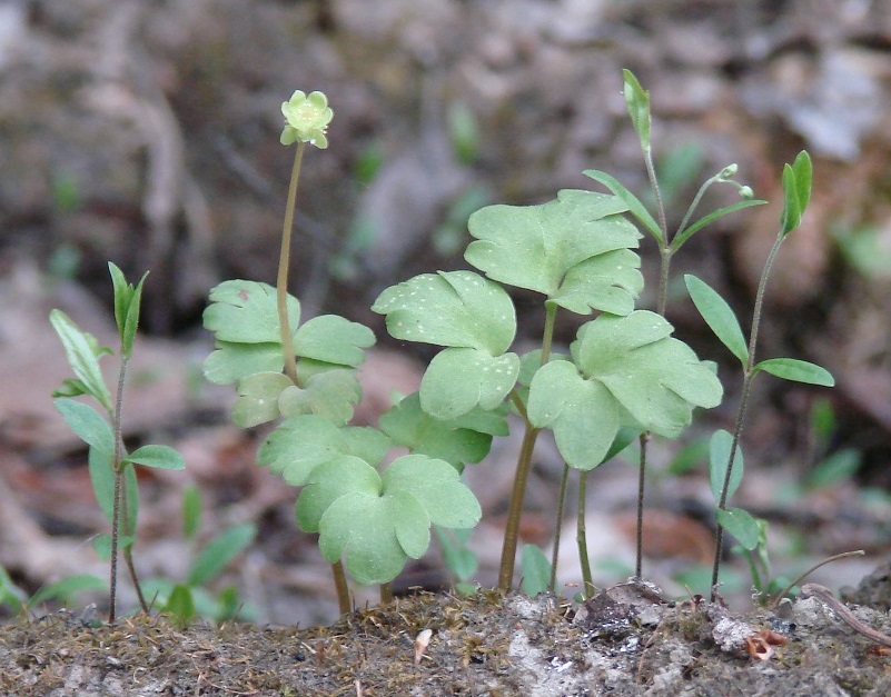 Изображение особи Adoxa moschatellina.