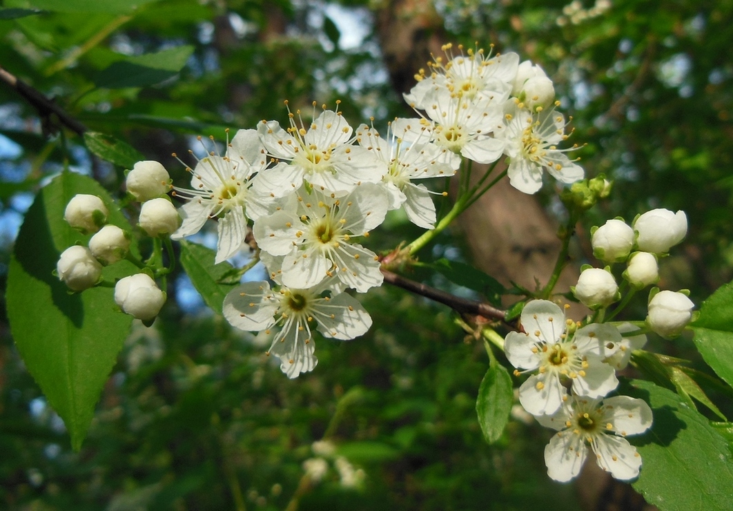 Изображение особи Cerasus pensylvanica.