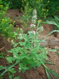 Nepeta cataria