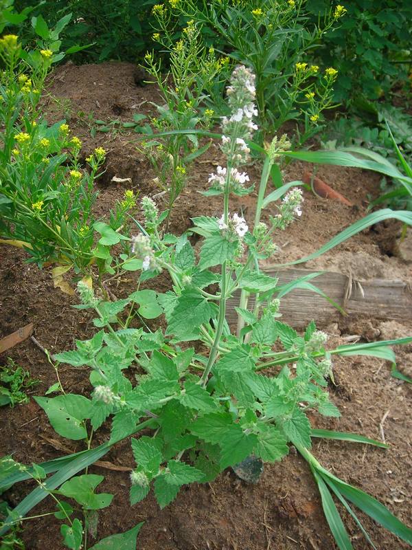 Image of Nepeta cataria specimen.