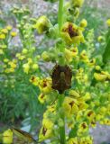 Verbascum nigrum