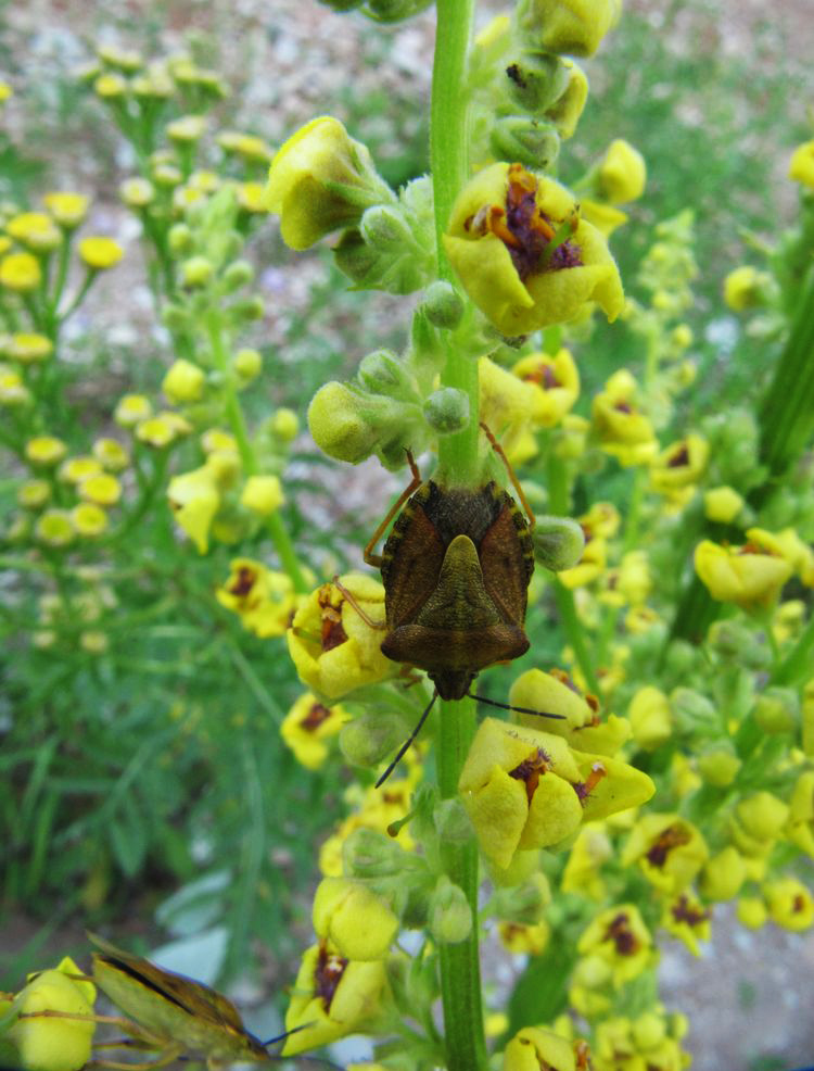 Изображение особи Verbascum nigrum.