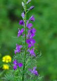 Delphinium hispanicum. Часть соцветия. Нагорный Карабах, Мартакертский р-н, окр. с. Колатак, окраина поля. 10.05.2013.