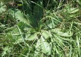 Cirsium esculentum. Вегетирующее растение. Восточный Казахстан, Уланский р-н, окр. с. Украинка, луг. 24.08.2010.