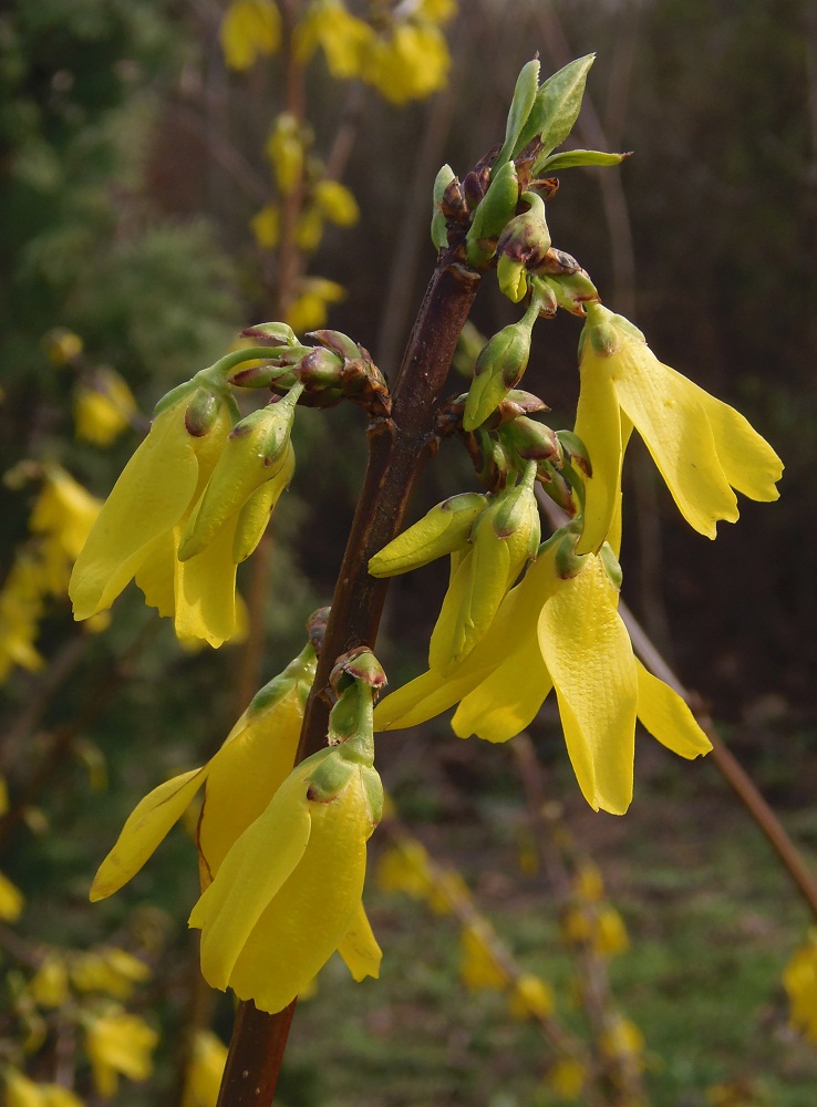 Изображение особи Forsythia europaea.