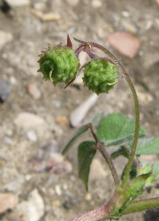 Image of Medicago rigidula specimen.