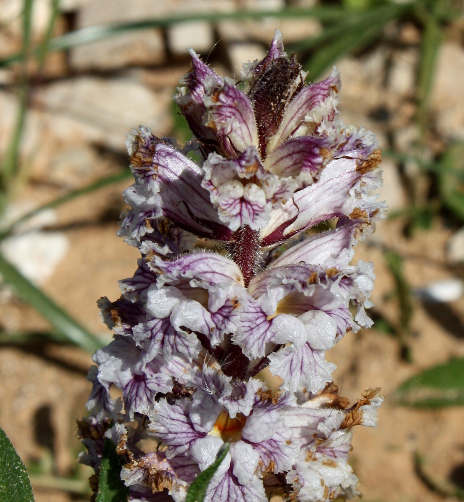 Image of Orobanche crenata specimen.