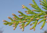 Chamaecyparis pisifera
