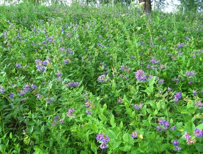 Image of Vicia unijuga specimen.