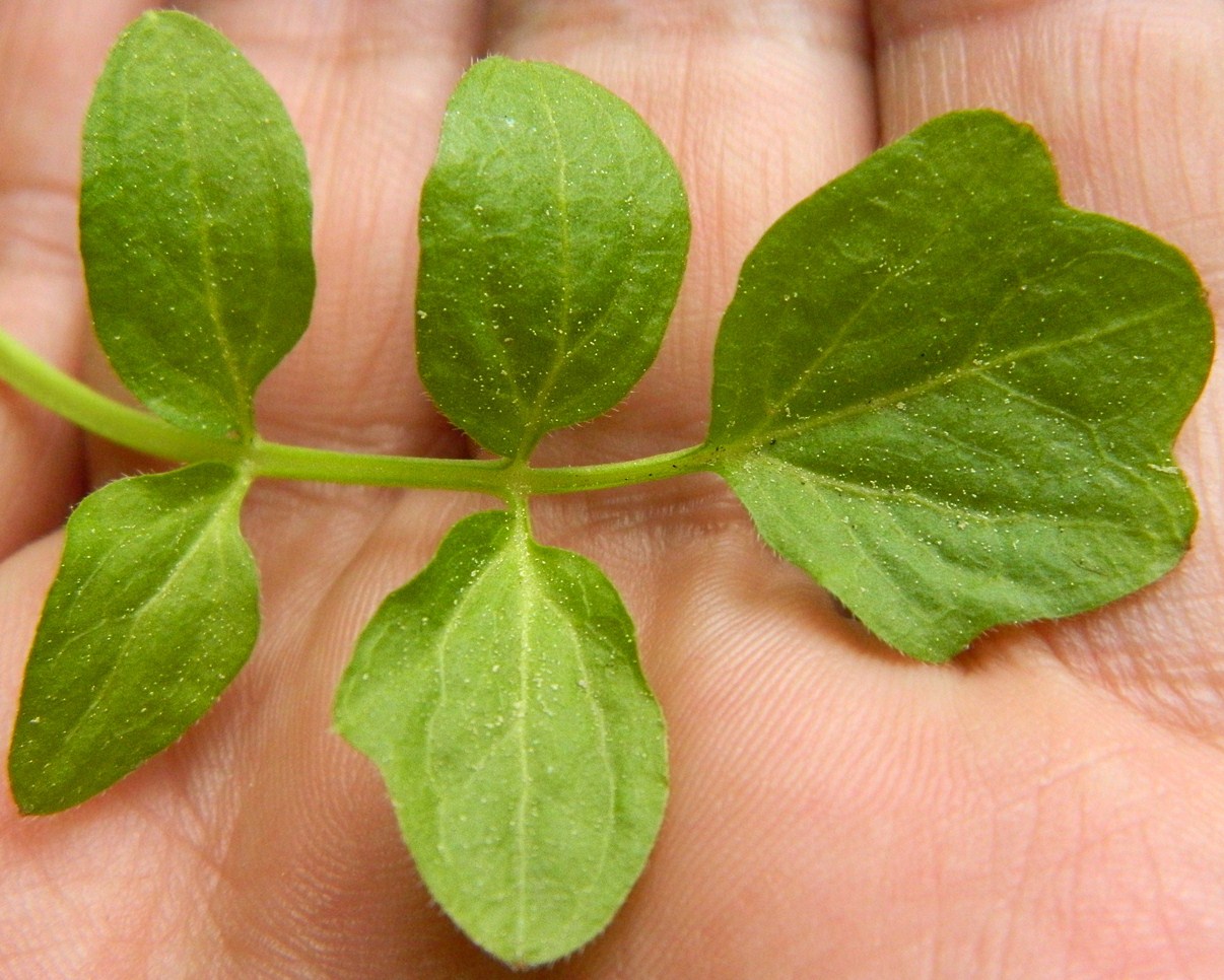 Изображение особи Cardamine amara.