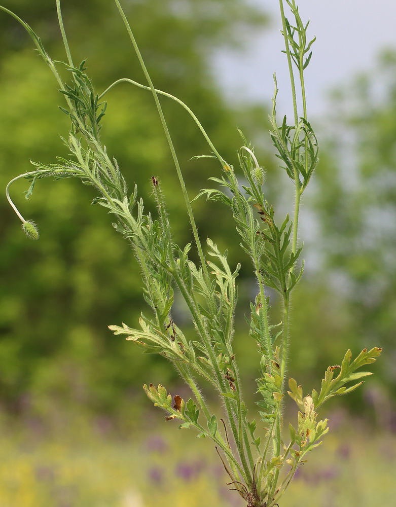 Image of Papaver albiflorum specimen.
