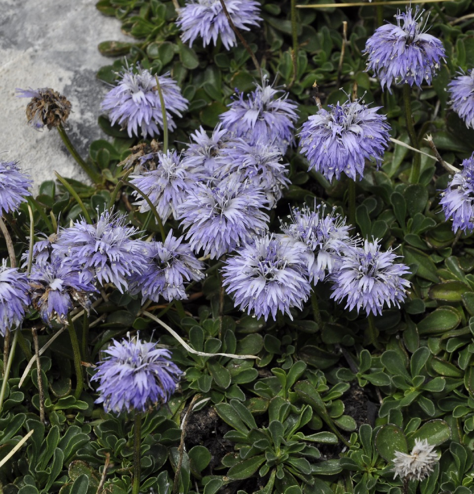 Image of Globularia cordifolia specimen.