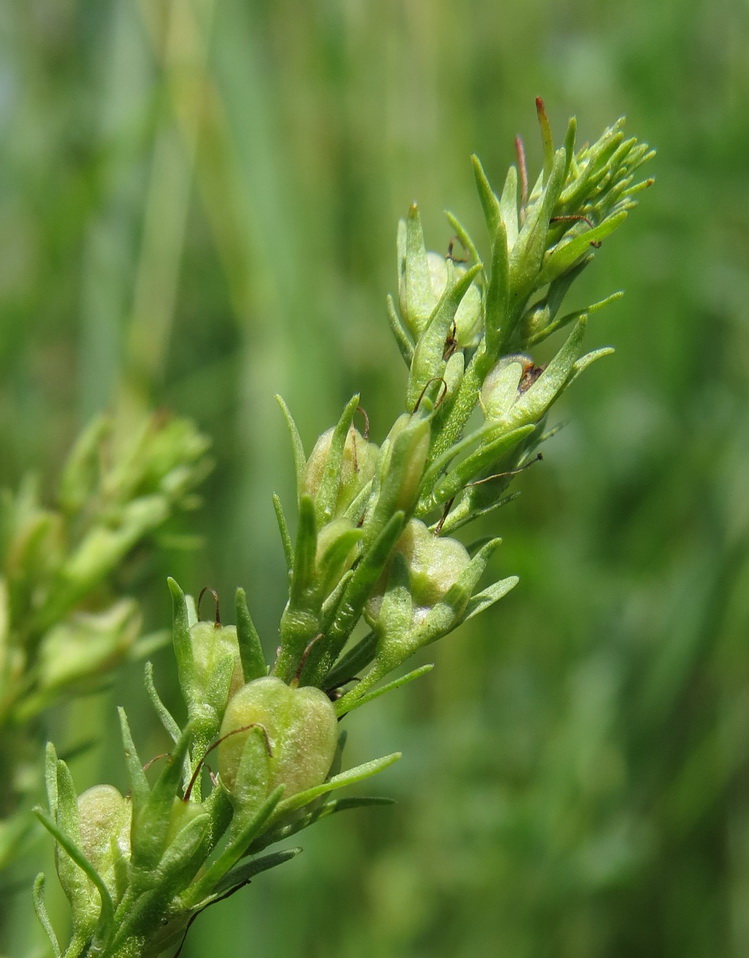 Image of Veronica prostrata specimen.