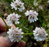 Coriandrum sativum. Соцветия. Германия, г. Дюссельдорф, Ботанический сад университета. 02.06.2014.