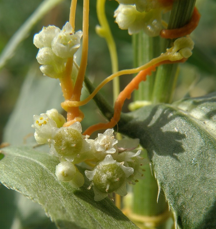 Image of Cuscuta campestris specimen.
