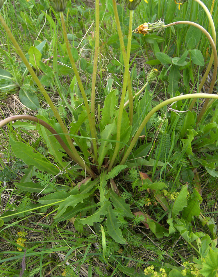 Изображение особи Taraxacum stenocephalum.