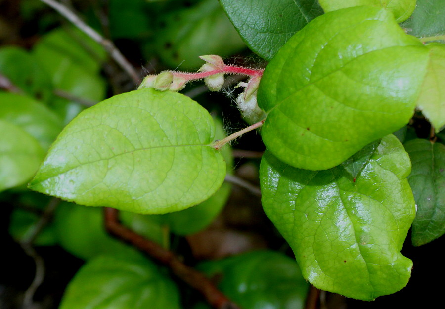 Изображение особи Gaultheria shallon.