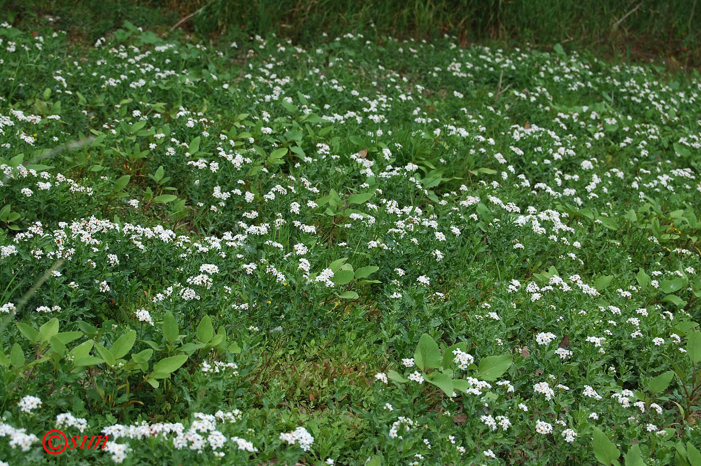 Изображение особи Argusia sibirica.