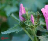 Malva trimestris