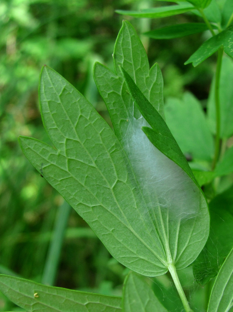 Image of Thalictrum flavum specimen.