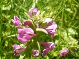 Pedicularis resupinata