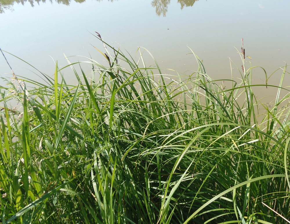 Image of Carex riparia specimen.