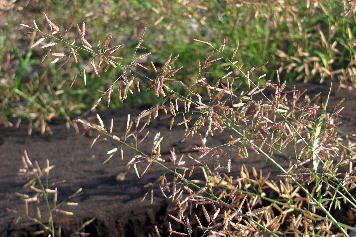 Image of Eragrostis minor specimen.