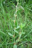 Polygonum arenastrum