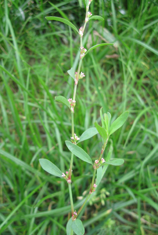 Image of Polygonum arenastrum specimen.