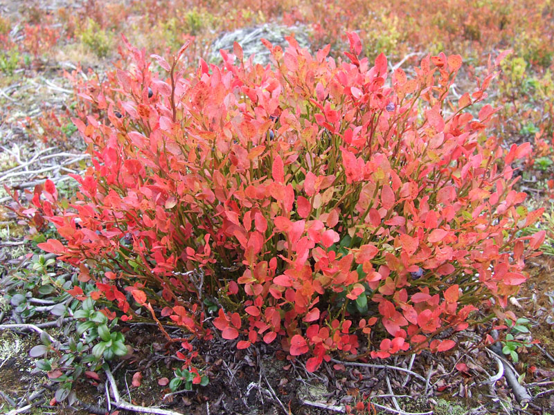 Image of Vaccinium myrtillus specimen.