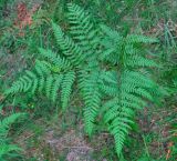 Pteridium pinetorum