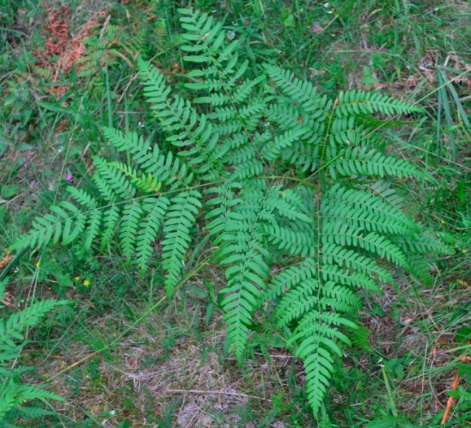 Изображение особи Pteridium pinetorum.