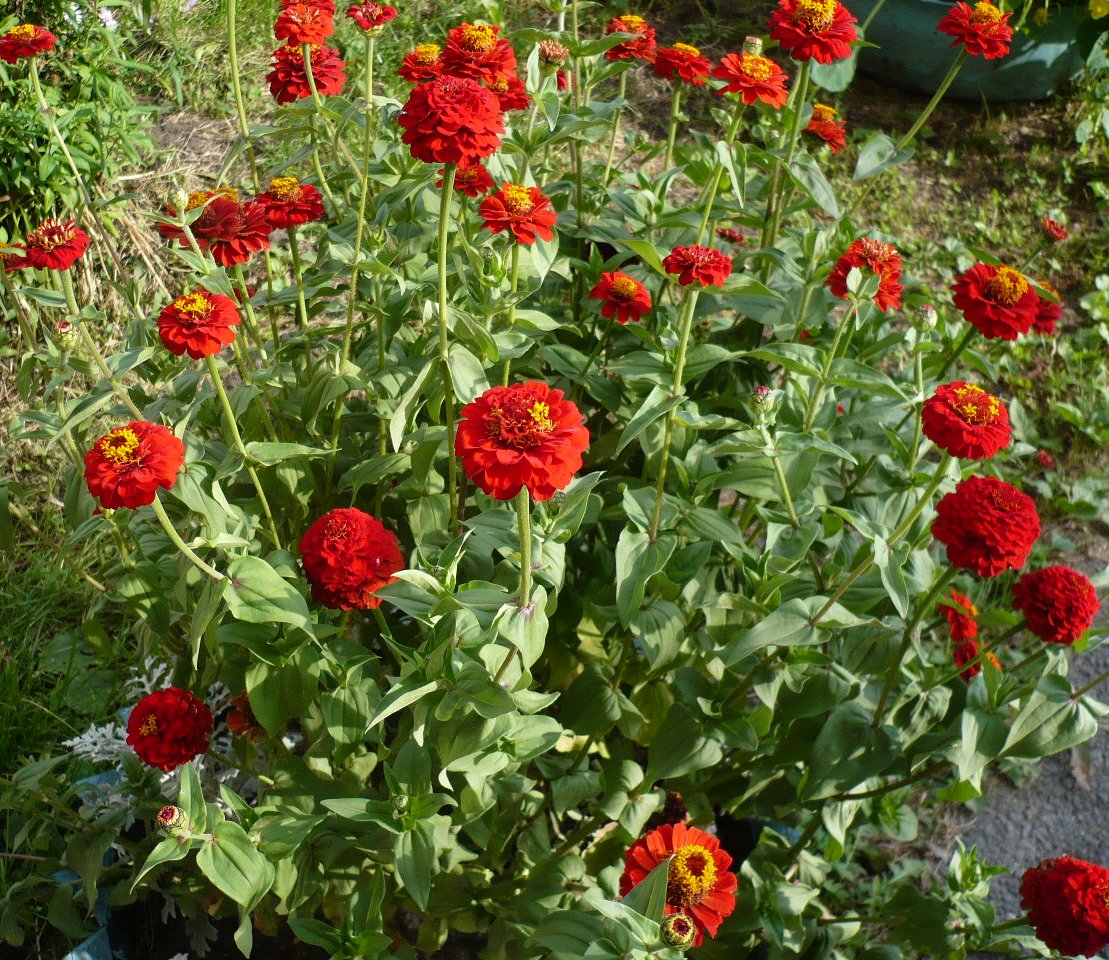 Изображение особи Zinnia elegans.