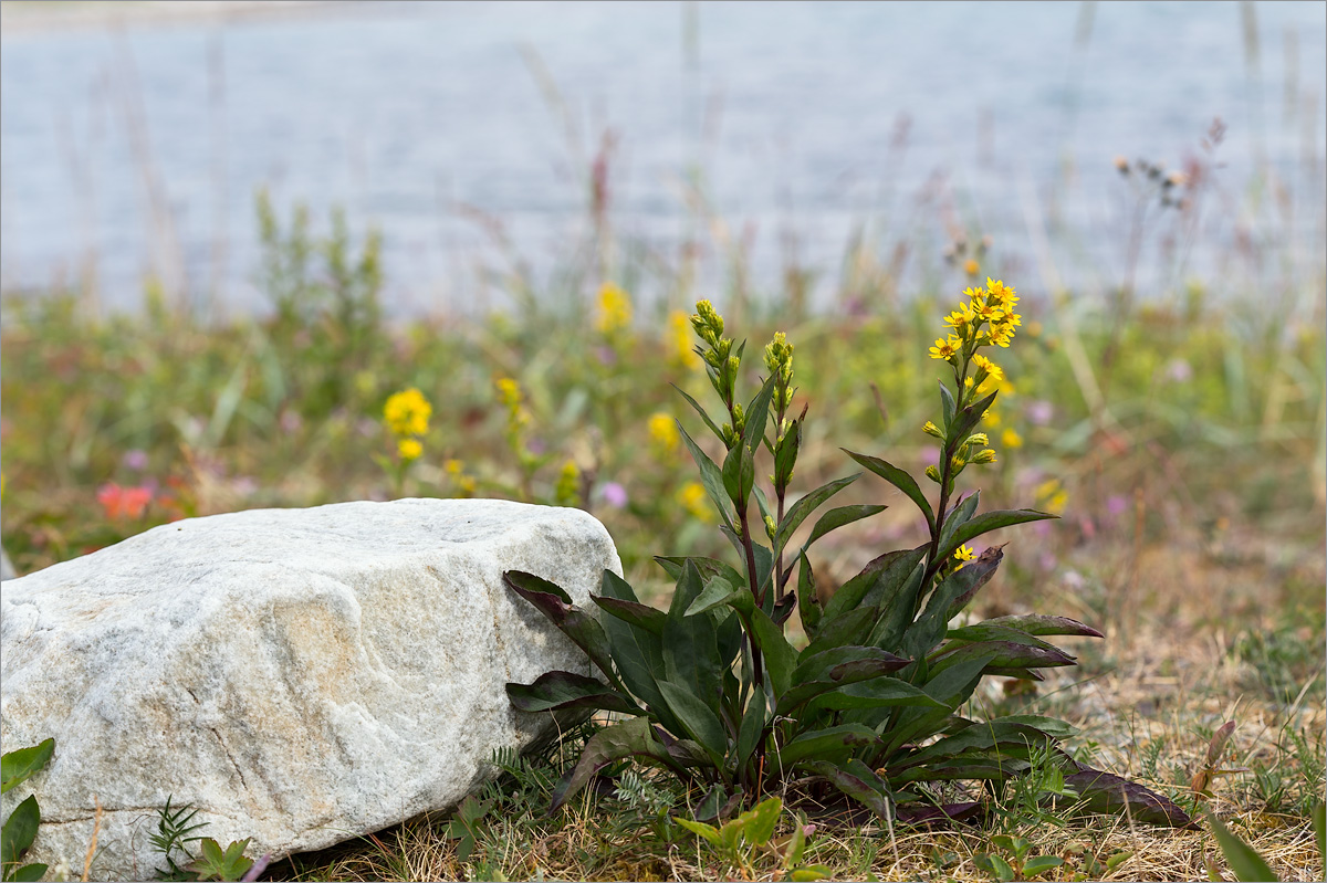 Image of Solidago virgaurea ssp. lapponica specimen.