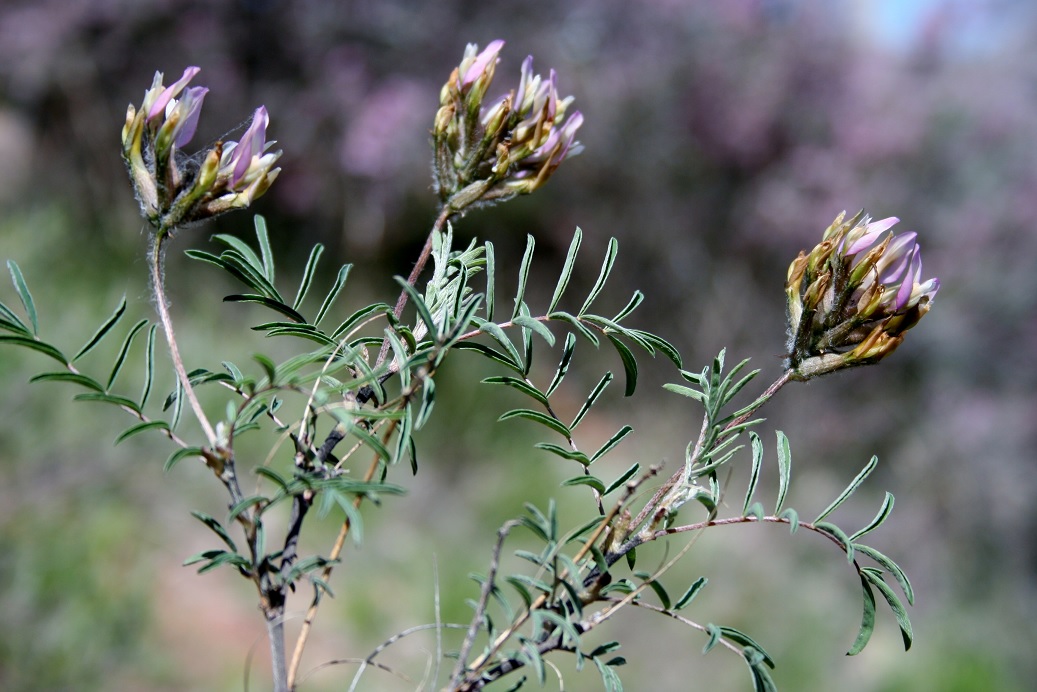 Изображение особи Astragalus fedtschenkoanus.