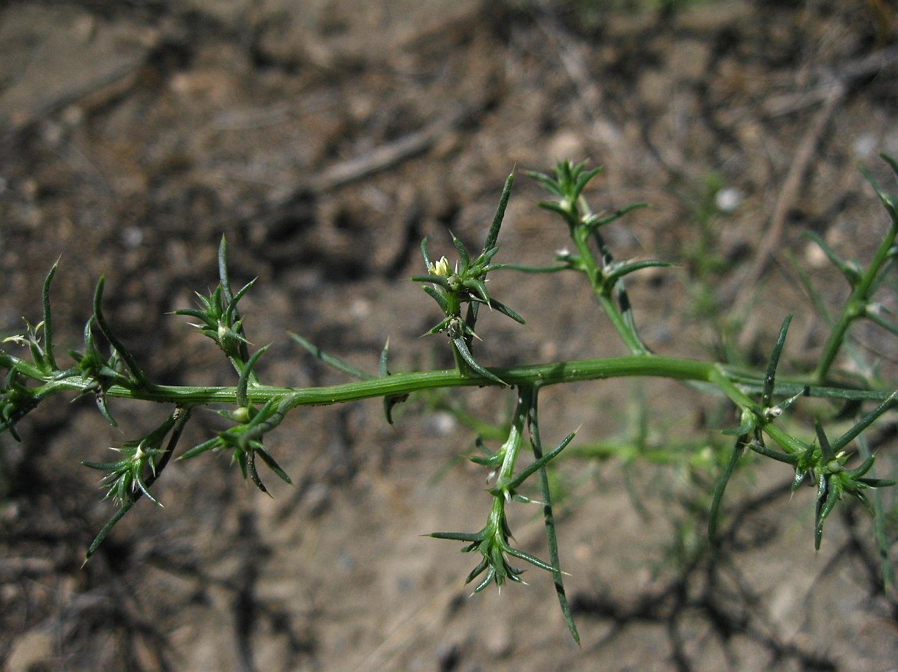 Image of Salsola tamamschjanae specimen.