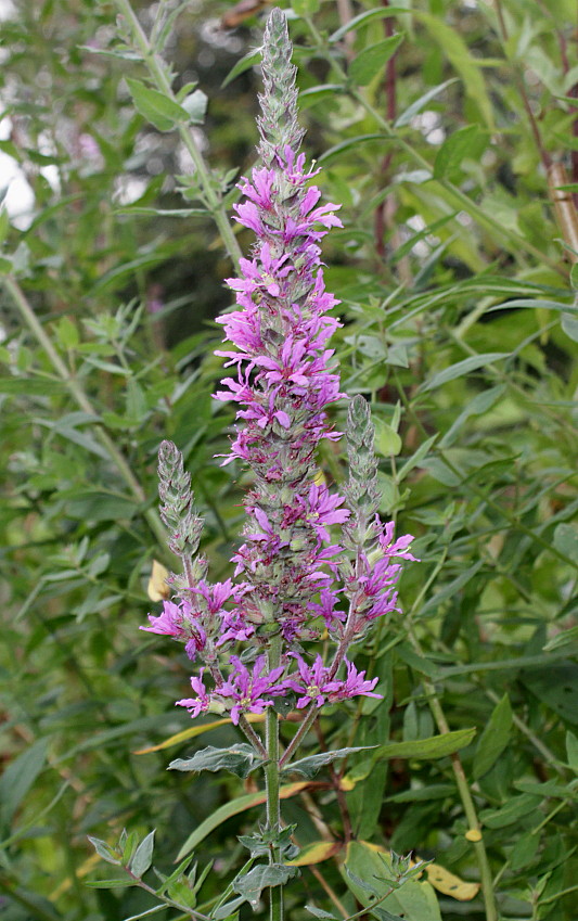 Image of Lythrum salicaria specimen.