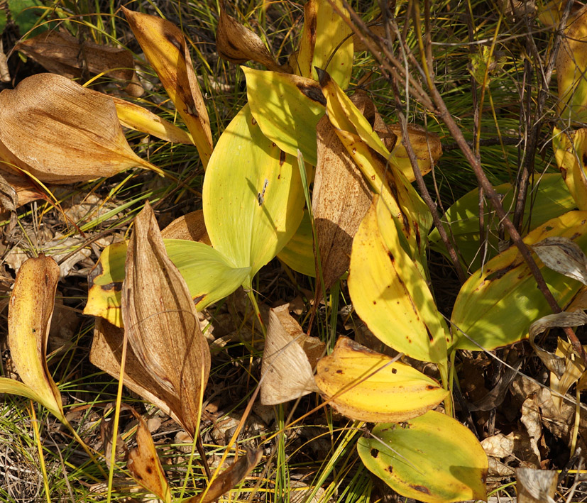 Image of Convallaria keiskei specimen.