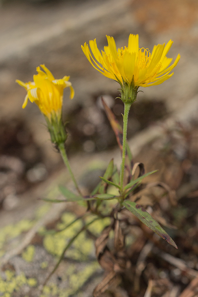 Изображение особи род Hieracium.
