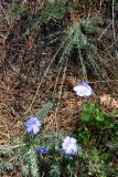 Linum squamulosum. Цветущее растение. Крым, окр. Балаклавы. 1 мая 2008 г.