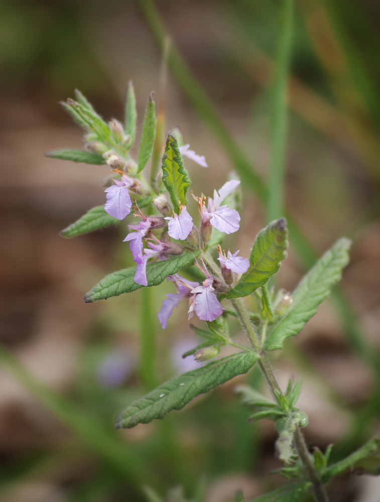 Изображение особи Teucrium scordium.