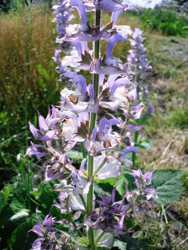 Image of Salvia sclarea specimen.