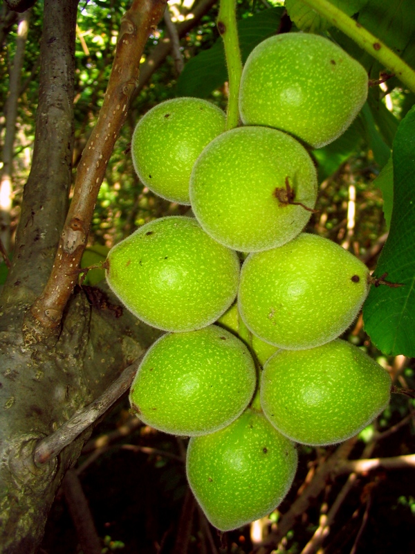 Изображение особи Juglans ailanthifolia var. cordiformis.