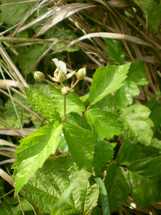 Image of Rubus caesius specimen.