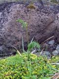 Conioselinum tataricum