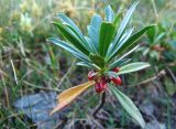 Daphne glomerata