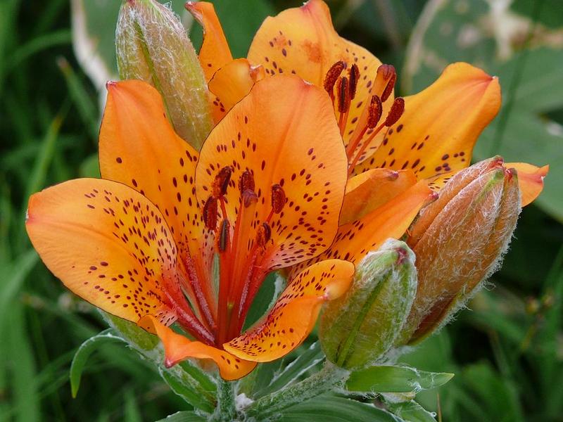 Изображение особи Lilium pensylvanicum.